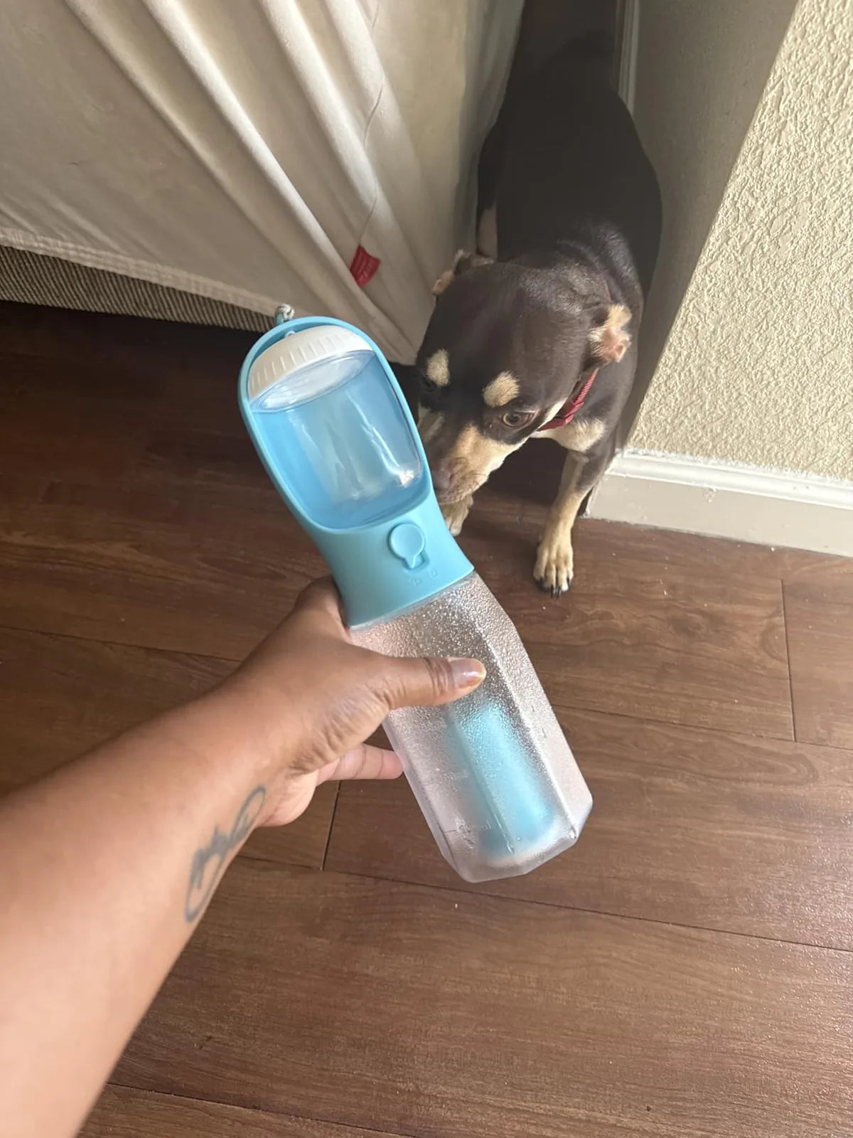 Customer photo of a dog approaching a blue ORELIS travel bottle